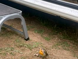 Mr robin