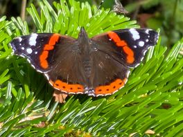 Red admiral