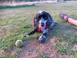 Dog friendly site, great to have areas to walk our dog.
