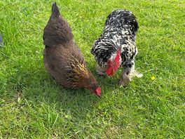 Gorgeous hens living their best life