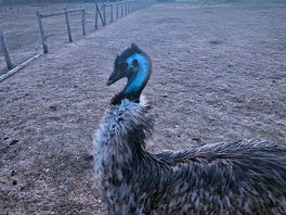 Emu