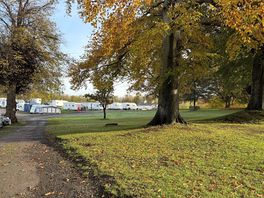 Still amongst the trees