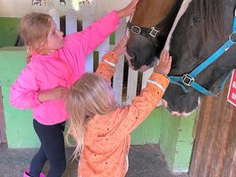 Warm, friendly horses. you can ride on them. give grass. in the morning in the evening.