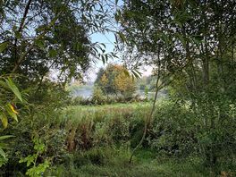Misty lake