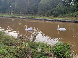 Swans