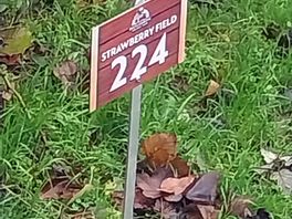 Strawberry field 🍓