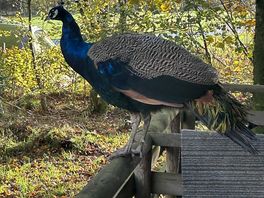 Loved the peacocks walking around!