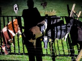 Cows outside the pod at night. very quiet and friendly