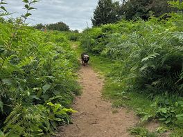 Path to beach