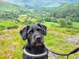 Dog hike