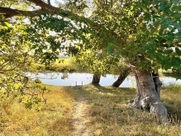 A wooded riverside walk on the campsite