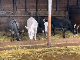 The donkeys on site