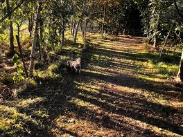On site walk through the woods
