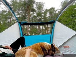 Forest veiw