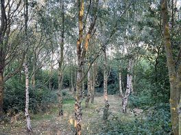 Beautiful trees