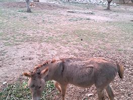 Donkey!