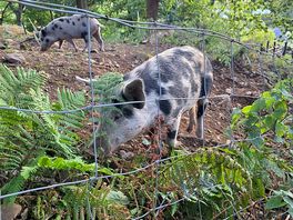 Cute pigs