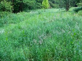 Some of the trails where i walked the dog