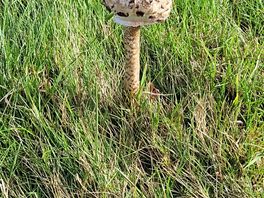 Toadstool
