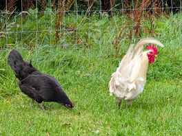 Wandering chickens