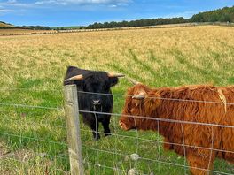 Highland cows close to pitches