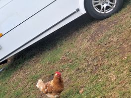 Chicken