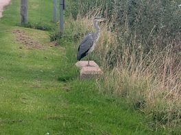 Heron