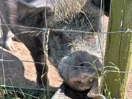 Cheeky pig waiting for food