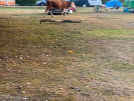Early morning visitor 🙈