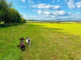 Local walk
