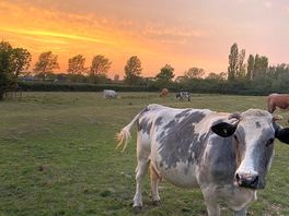 Cows at sunset