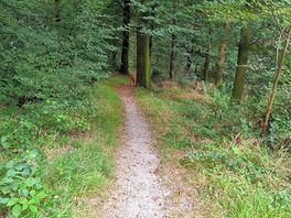 Forest path