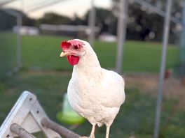 Hens