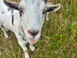 Friendly goats