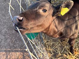 Baby calf doo do doo doo