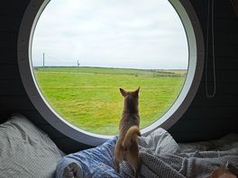 Little rascal loves barking ar the sheep