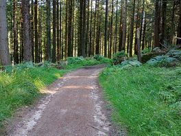 Forest trail