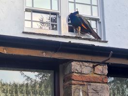 Peacock