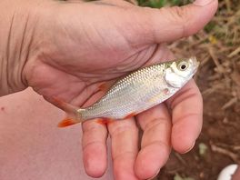 Fish out the pond