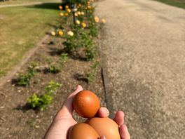 Eggs from the shop