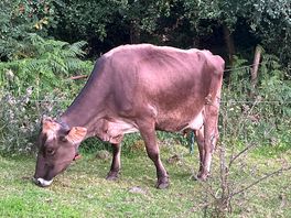 Cow field