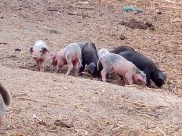 Piglets