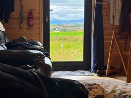Dog relaxing enjoying the view