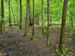 Woodland