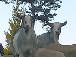 Some of the residents