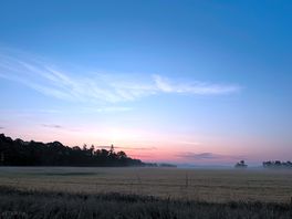 Dawn chorus all around