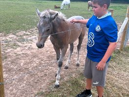 The beautiful pony's