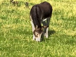 Donkey the 6am alarm clock
