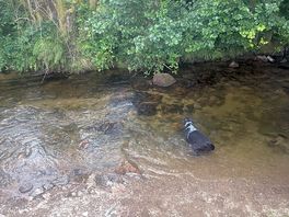 Our dog enjoying the river