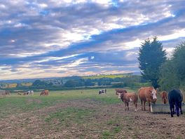 Cows on the farm